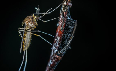 研究稱蚊子睡眠不足不愿咬人真的假的