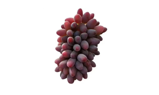 茉莉香葡萄是转基因葡萄吗