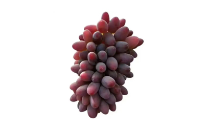 茉莉香葡萄是轉基因葡萄嗎