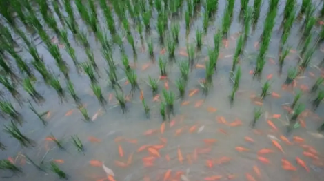 稻田养鱼一亩能养多少鱼2