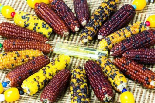 彩色玉米是转基因还是杂交2