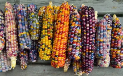 彩色玉米是轉基因還是雜交
