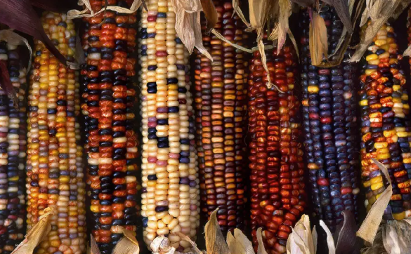 彩色玉米是通过杂交获得的营养丰富