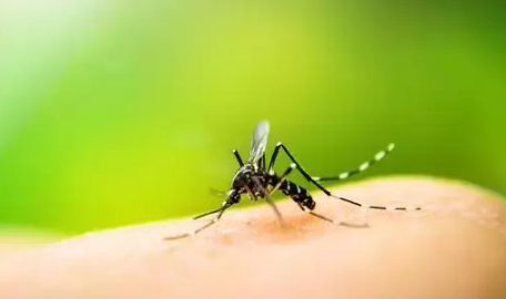 蚊子|蚊子咬了消肿慢是什么原因