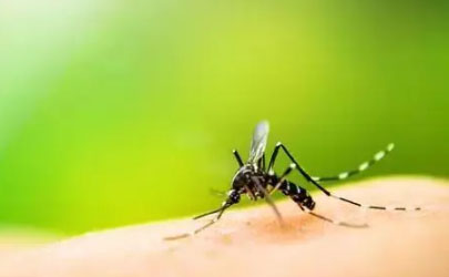 蚊子咬了消腫慢是什么原因