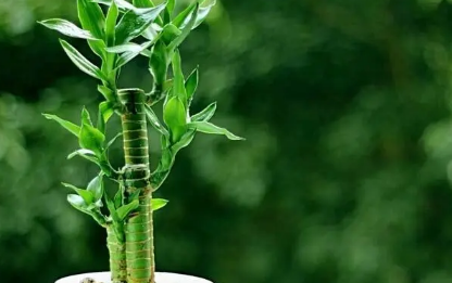 富贵竹水养多久能生根1