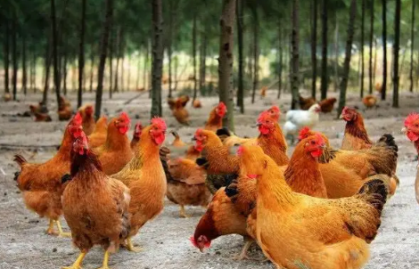 鸡|鸡得了禽霍乱有哪些症状呢
