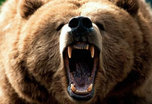 为什么受伤的熊一定要被杀死野熊非常凶猛