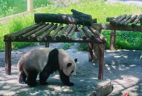 重庆动物园里面有熊猫吗