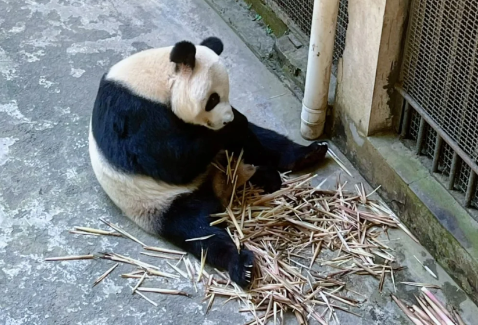 重庆动物园里面有熊猫吗2