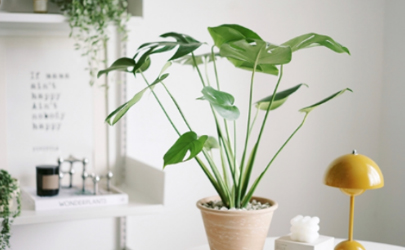 客厅养植物空气会变好吗