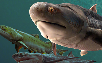 我国科学家证实人类是从鱼进化来的真的假的
