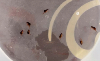 跳蚤粉可以杀死蟑螂吗