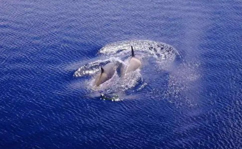 大白鲨真的打不过虎鲸吗3