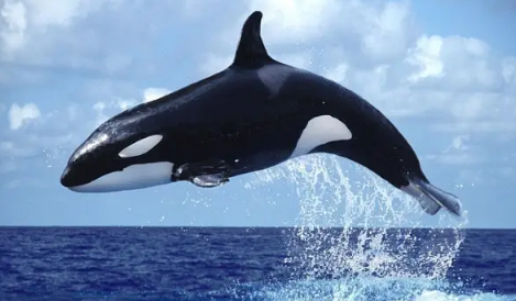 虎鲸到底是海豚还是鲸鱼3