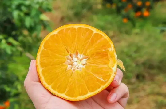 盐蒸橙子用什么橙子效果好