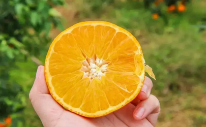 鹽蒸橙子用什么橙子效果好