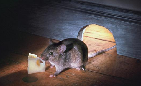 老鼠|耗子认识粘鼠板吗