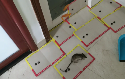 家里有老鼠啃东西但是不知道在哪2