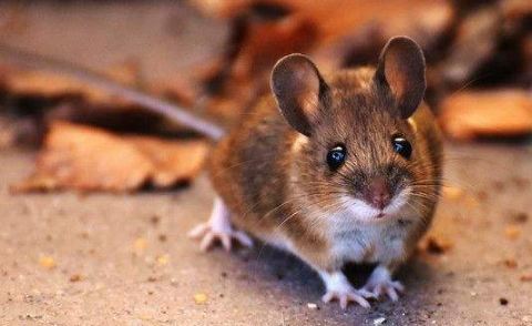 粘住老鼠的粘鼠板是什么垃圾-粘住老鼠的粘鼠板怎么处理