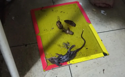 粘鼠板用什么引誘老鼠