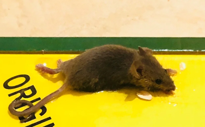 一个粘鼠板能粘几只老鼠