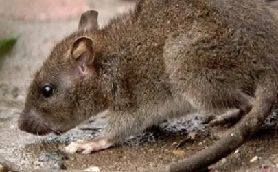 老鼠为什么能绕过粘鼠板