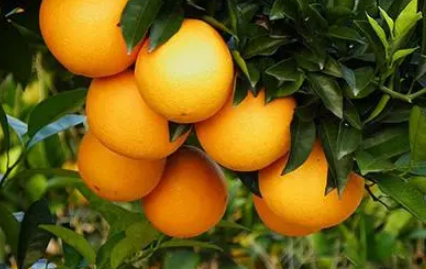 脐橙会越放越甜吗每次水果上市大家都会买一波