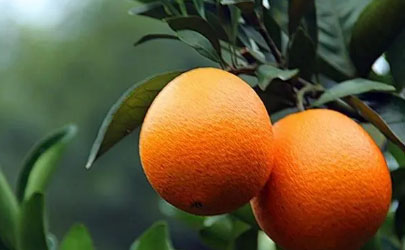 脐橙冬天可以放一个月不烂吗