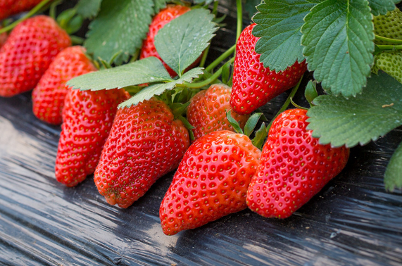 吃草莓前如何清洗草莓1