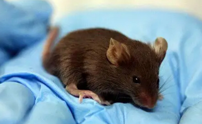 老鼠真的怕風油精嗎