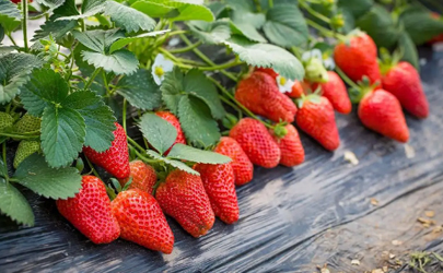 草莓在冰箱里放發白了還可以吃嗎