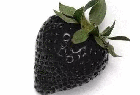 黑色草莓叫什么名字2