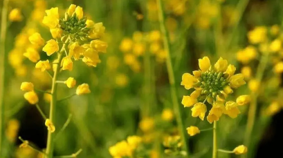 2023年江西油菜花几月份开花 3