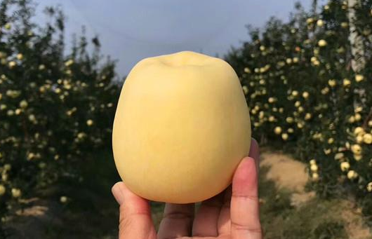 黄金维纳斯苹果是果脆脆的还是面的2