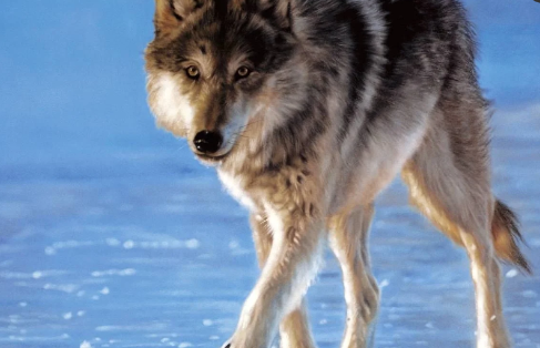 世界上最可怕的狼是不是灰太狼3