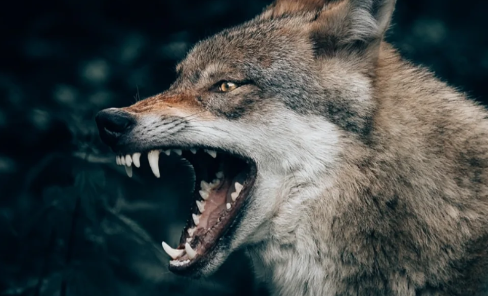 世界上最可怕的狼是不是灰太狼1