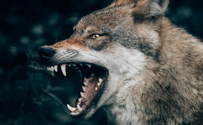 世界上最可怕的狼是不是灰太狼