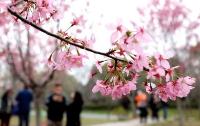 2023年武汉樱花节是几月份3