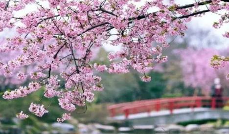 2023年武汉樱花节是几月份