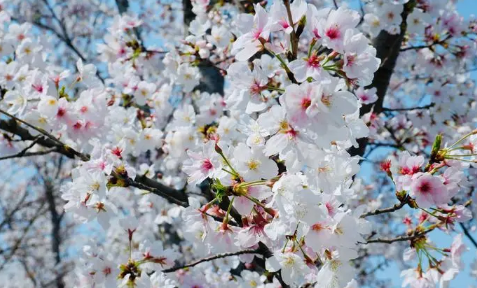 2023年4月份武汉还有樱花吗3