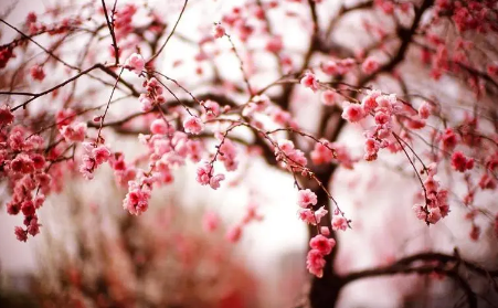 2023年4月份武汉还有樱花吗1