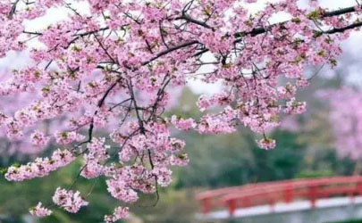 2023年武汉樱花节是几月份