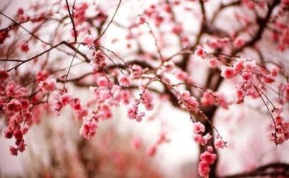2023年4月份武漢還有櫻花嗎