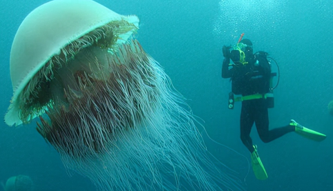 世界上最大的水母有多长3