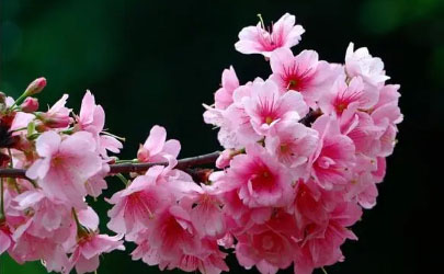 去武汉东湖看樱花穿什么衣服合适