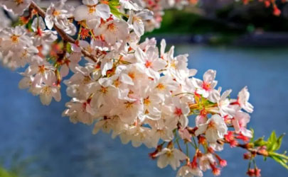 2023年南京清明节还有樱花吗