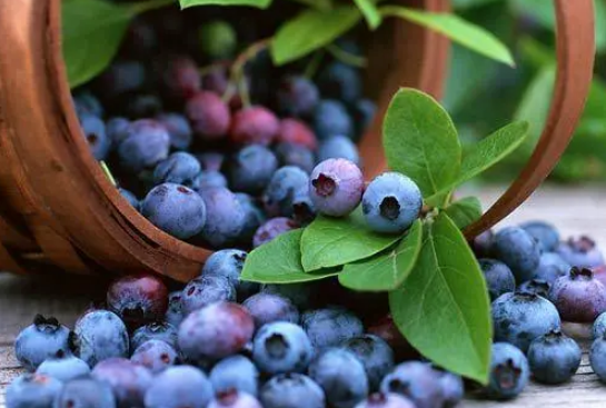 丹东蓝莓和云南蓝莓哪个好吃3