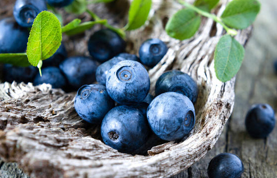 丹东蓝莓几月份成熟上市