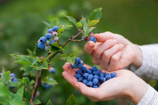 佳沃蓝莓和怡颗莓蓝莓都是云南的吗3